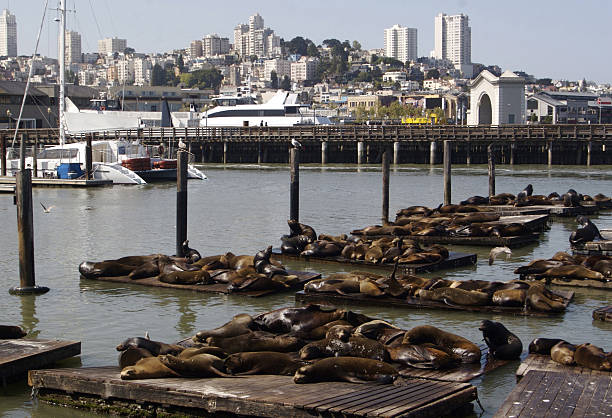 istock Sea LIons Sunning in San Francisco 173839180
