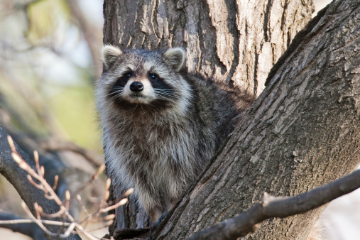 Raccoons outdoors
