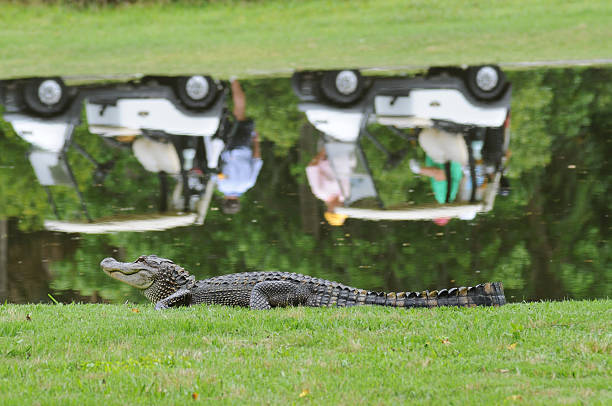 Alligator next to golf pond stock photo