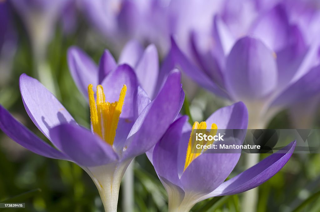 Viola primavera Croco (C. vernus) in primo piano - Foto stock royalty-free di Aiuola