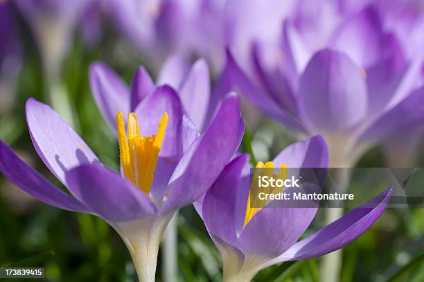 Viola Primavera Croco In Primo Piano - Fotografie stock e altre immagini di Aiuola - Aiuola, Ambientazione esterna, Annuale - Attributo floreale