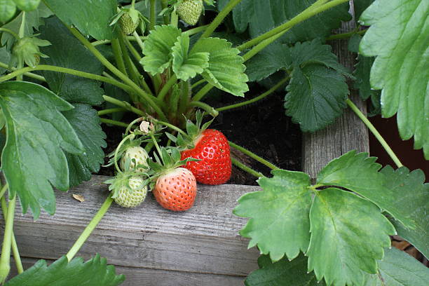 Strawberry on a farm