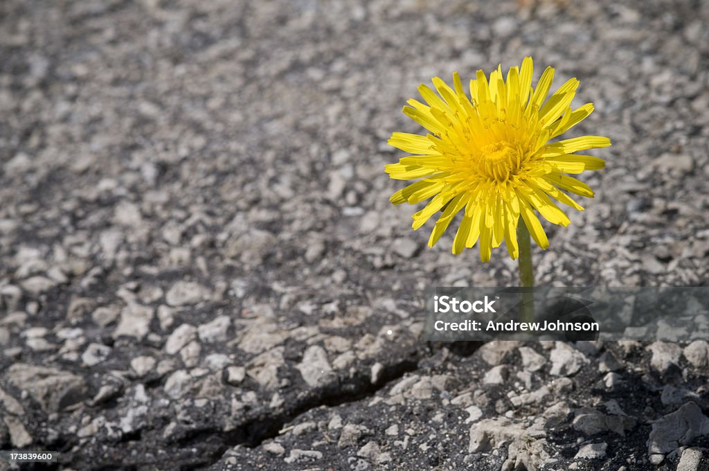 Dandelion Dandelion Stock Photo