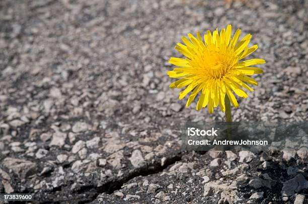 Dandelion Stock Photo - Download Image Now - Dandelion, Asphalt, Flower