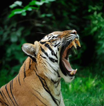 close-up of a tiger with wide opened mouth