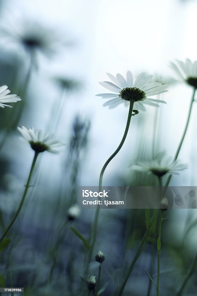 Spring Flowers Abstract shot of daisies Nature Stock Photo