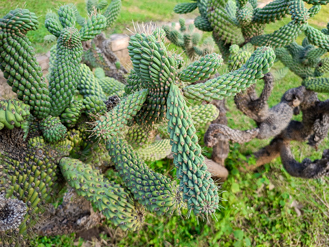 a small cactus