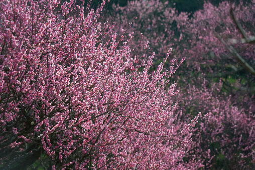 cute pink plum blossoms