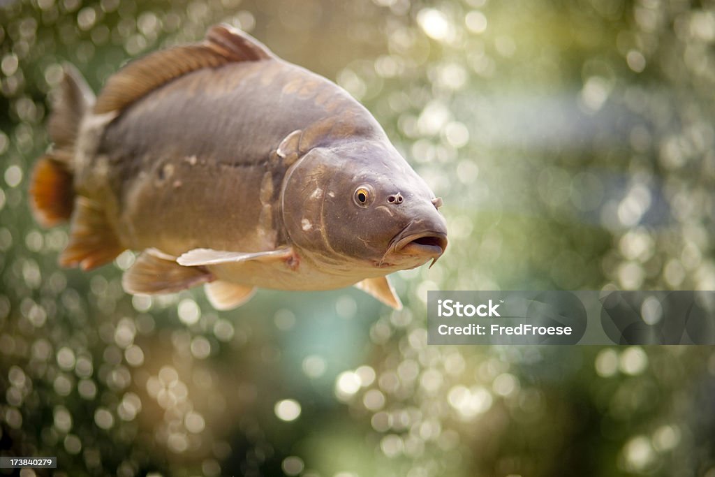 Common Carp "Big Common Carp in a Fish Tank, Selective Focus on Head" Carp Stock Photo