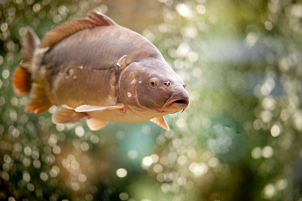 Common Carp "Big Common Carp in a Fish Tank, Selective Focus on Head" carp stock pictures, royalty-free photos & images