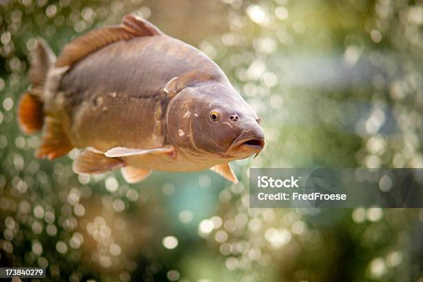 Common Carp Stock Photo - Download Image Now - Carp, Underwater, Animal