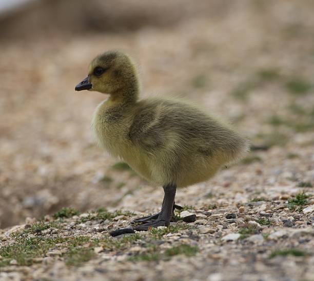 istock Canada Goose Baby Gosling 173840337