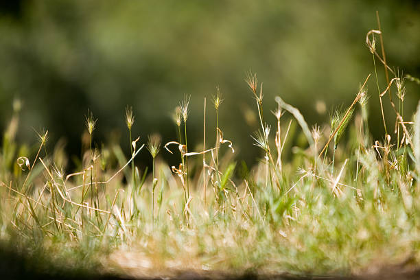 Grassy Field 2 stock photo