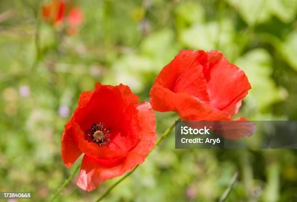 Papavero - Fotografie stock e altre immagini di Ambientazione esterna - Ambientazione esterna, Campo, Colore verde