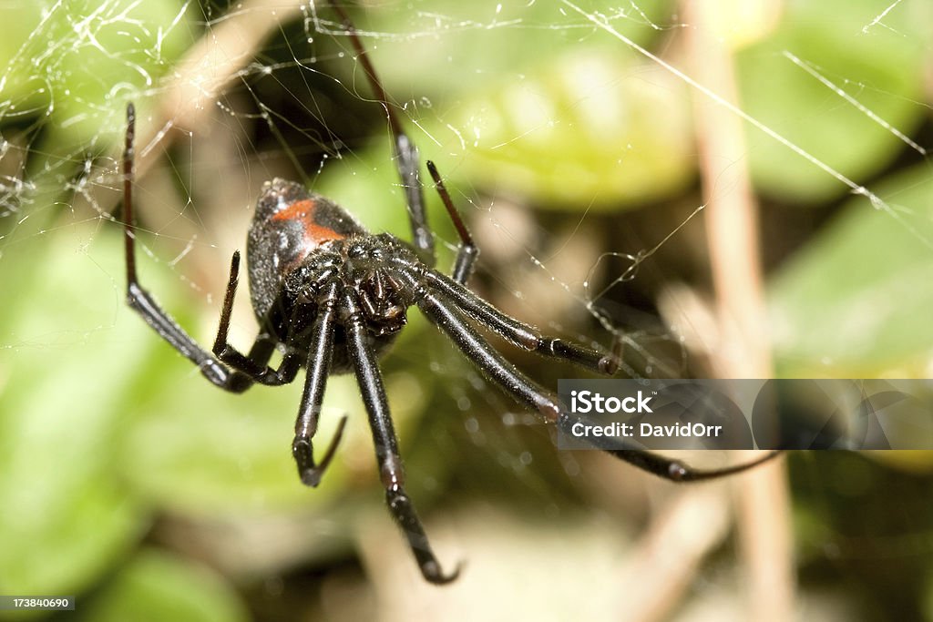 Schwarze Witwe mit Fangs auf Internet - Lizenzfrei Fangzahn - Tierzahn Stock-Foto