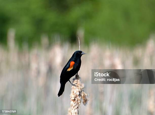 Redwing On Cattail Stock Photo - Download Image Now - Marsh, Animal, Bird