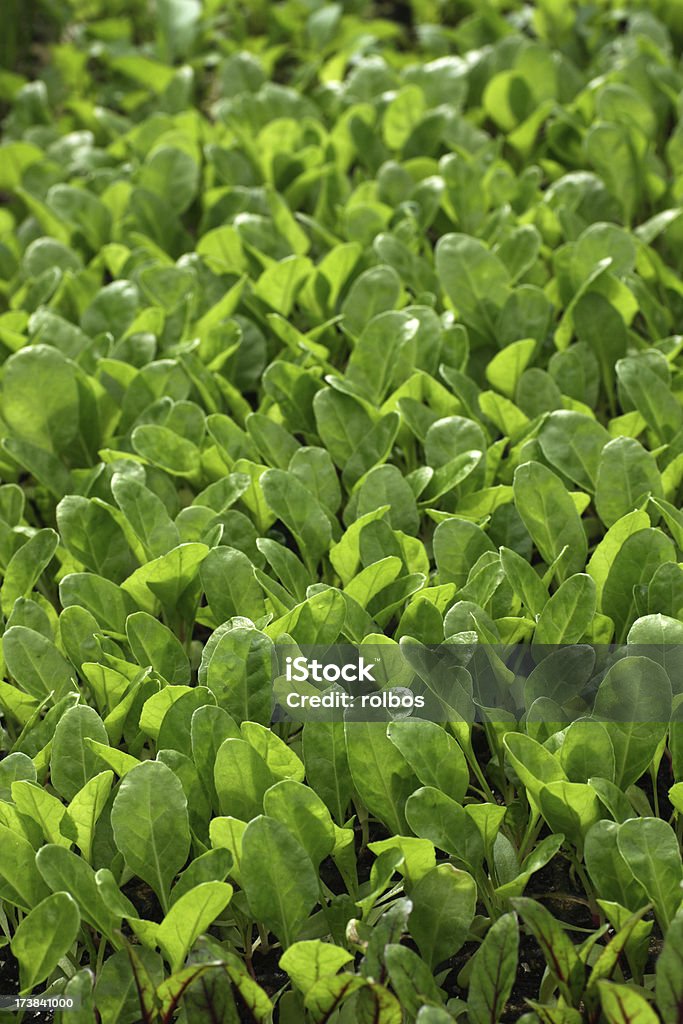 organic spinach seedlings Vertical shot of organically grown spinach seedlings.See more images of seedlings in my portfolio. Agriculture Stock Photo