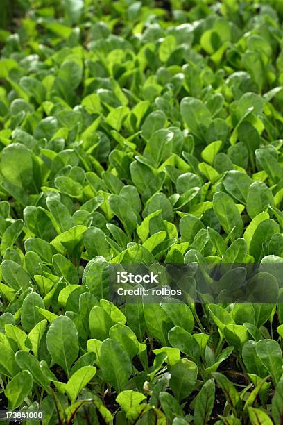 Organic Spinach Seedlings Stock Photo - Download Image Now - Agriculture, Close-up, Color Image