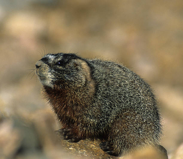 istock Yellow-bellied Marmot 173841001