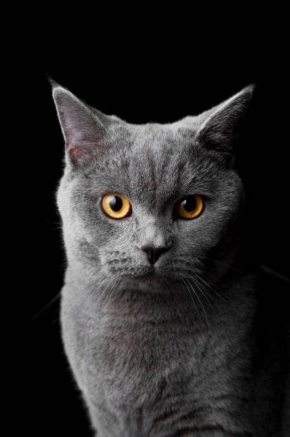 istock Cat british shorthair kitten isolated on black 173841054