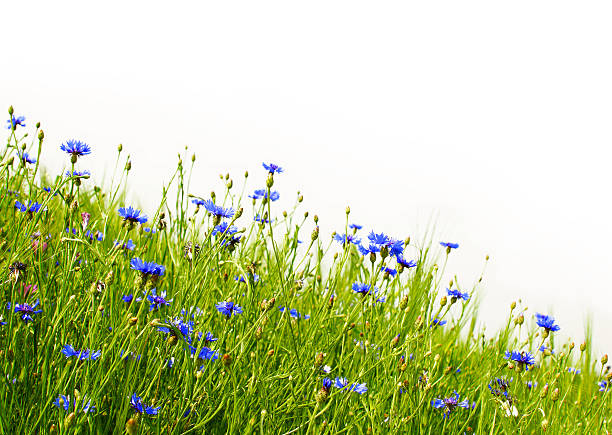 Back lit Cornflowers with morning dew.