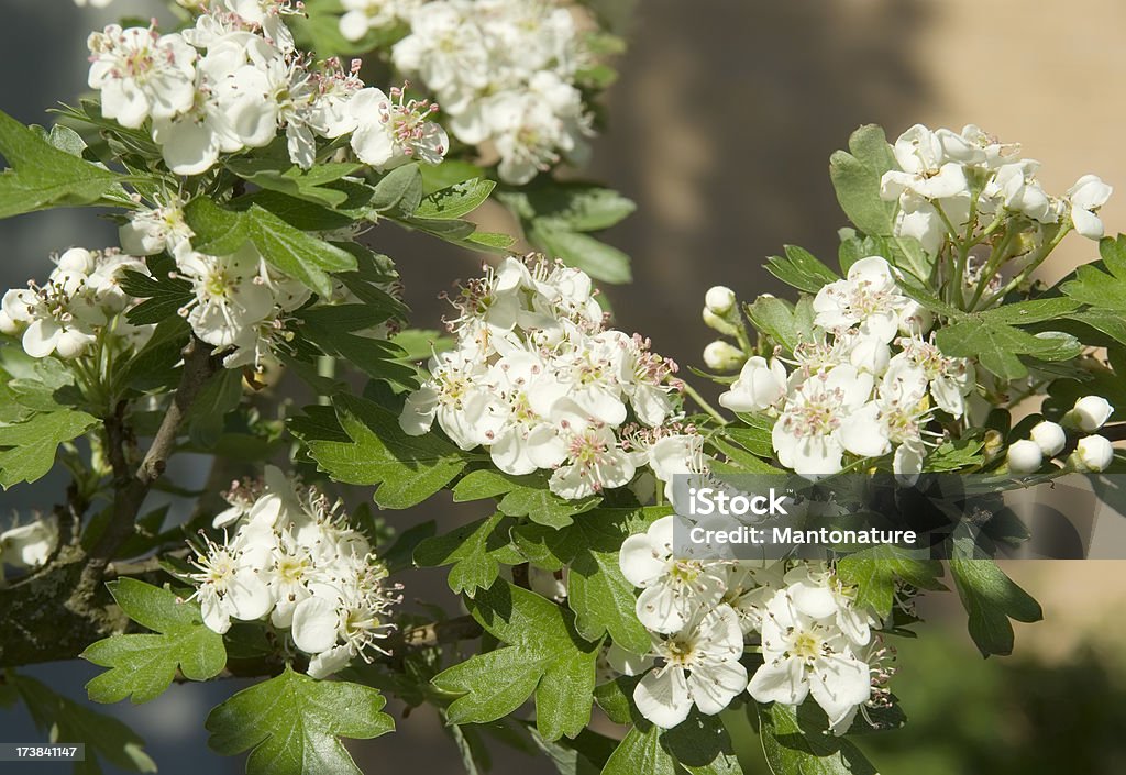 Blüten der Hawthorn (Crataegus monogyna) oder Blossom - Lizenzfrei Ast - Pflanzenbestandteil Stock-Foto