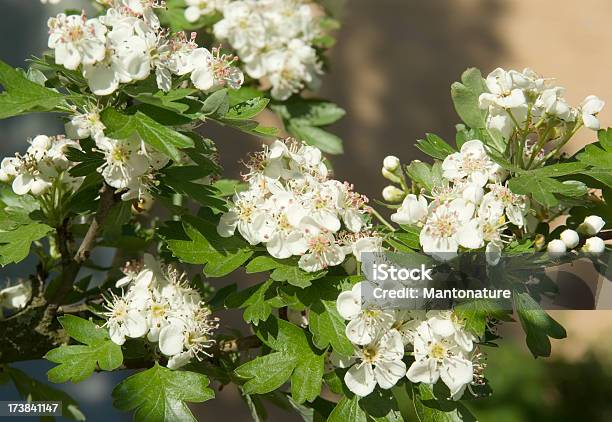 Цветы Из Боярышник Или Blossom — стоковые фотографии и другие картинки Без людей