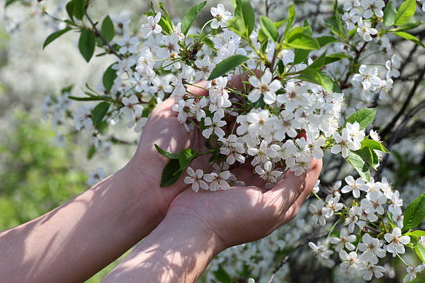 istock Cherry blossom in the palms 173841330