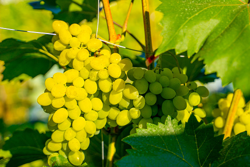 Bunches of ripening light grapes in a vineyard in sunny summer weather, close-up