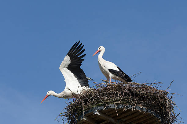 제자리에 네스트 (xxl - birds nest animal nest leaving empty 뉴스 사진 이미지