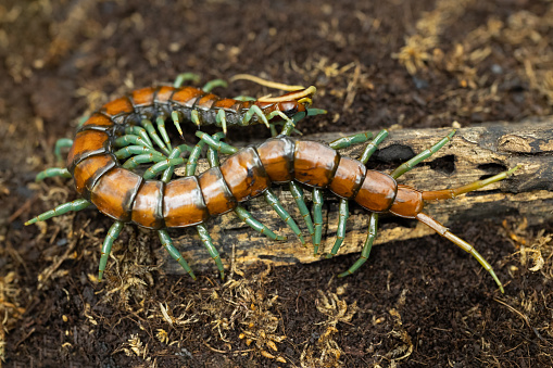 Close-up Scolopendra subspinipes Mint legs centipede on a small branch. Mint legs centipede was on the ground.