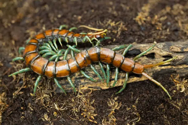 Photo of Close-up Scolopendra subspinipes Mint legs centipede on a small branch.