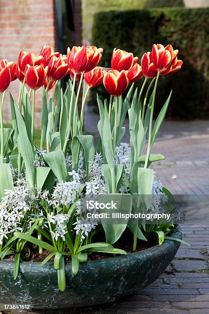 Photo libre de droit de Tulipes De Hollande banque d'images et plus d'images libres de droit de Amsterdam - Amsterdam, Beauté de la nature, Brique