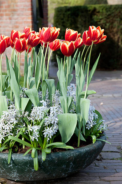istock Tulips in Holland 173841612