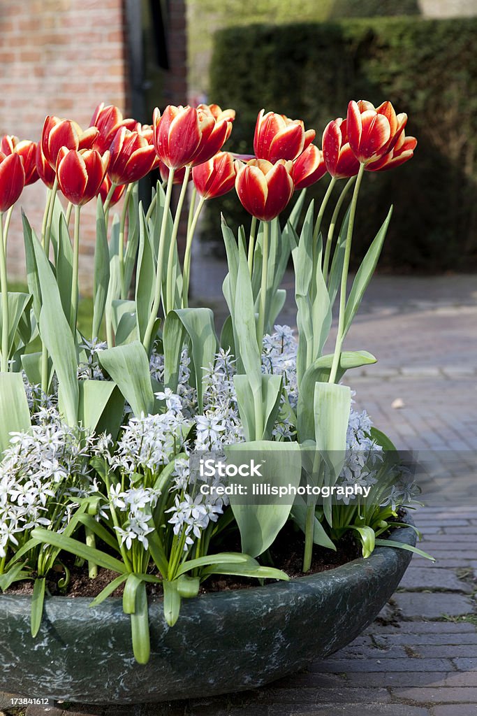 Тюльпаны в Голландии - Стоковые фото Амстердам роялти-фри