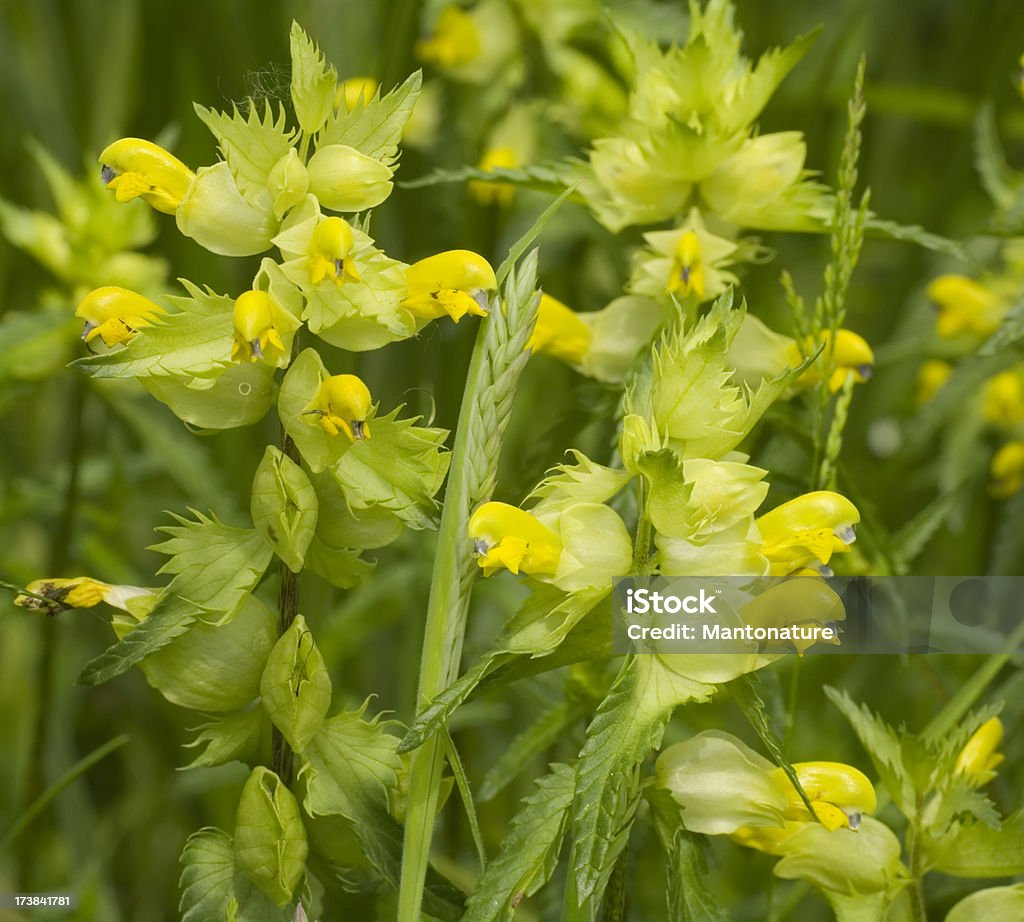 Greater Yellow Rattle (Rhinathus angustifolius) Short to tall plant; stem erect, branched or unbranched, hairy, without black streaks. Leaves lanceolate to oval, toothed, pale green; bracts rhombic-triangular, evenly toothed, finely hairy. Flowers yellow, 18-20mm slightly curved, mouth closed; calyx with long whitish hairs, less marked in the fruiting stage. Rhinanthus Minor Stock Photo