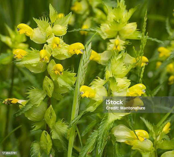 Greater Yellow Rattle Stock Photo - Download Image Now - Rhinanthus Minor, Flower, Agricultural Field