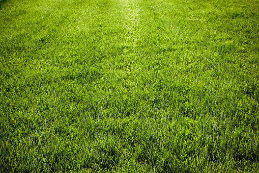 Grass - Freshly sown. Adobe RGB for better color reproduction.