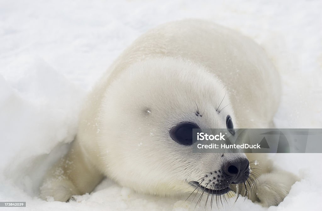 Filhote de foca - Foto de stock de Animal royalty-free