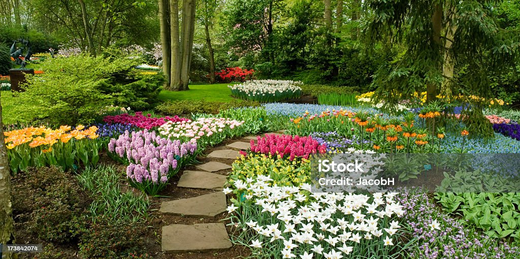 Flores de primavera en el parque - Foto de stock de Tulipán libre de derechos