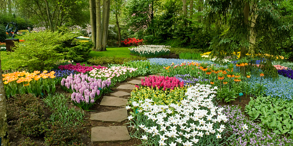 Park with multi-colored tulips, daffodils and grape hyacinths. Location is the Keukenhof garden, Netherlands.