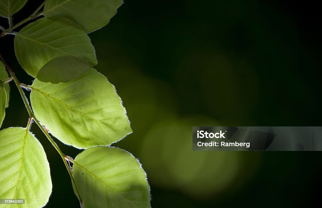 Beech Blätter Hintergrund - Lizenzfrei Bildhintergrund Stock-Foto