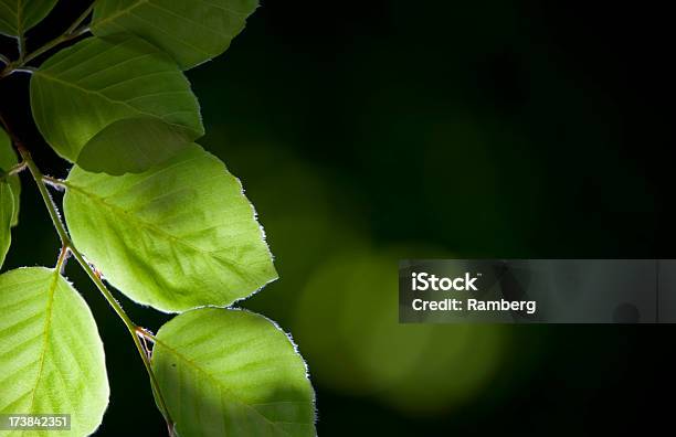Beech Blätter Hintergrund Stockfoto und mehr Bilder von Bildhintergrund - Bildhintergrund, Blatt - Pflanzenbestandteile, Buche