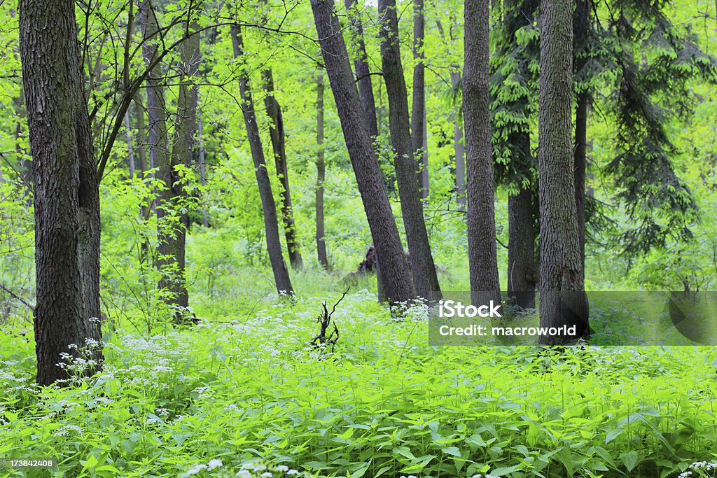 Beech lesie wiosną - Zbiór zdjęć royalty-free (Bajka)