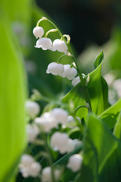 Cтоковое фото Lily of the valley