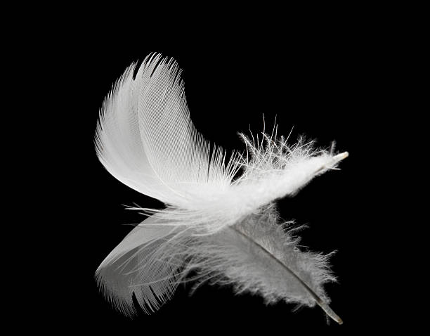 White feather mirrored on a black background stock photo