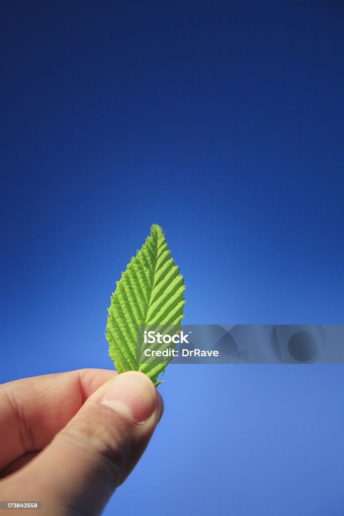 Mano agarrando hojas contra el cielo azul - Foto de stock de Agarrar libre de derechos