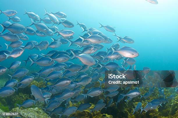 Blu Scuola Di Pesce - Fotografie stock e altre immagini di Abudefduf abdominalis - Abudefduf abdominalis, Acqua, Animale