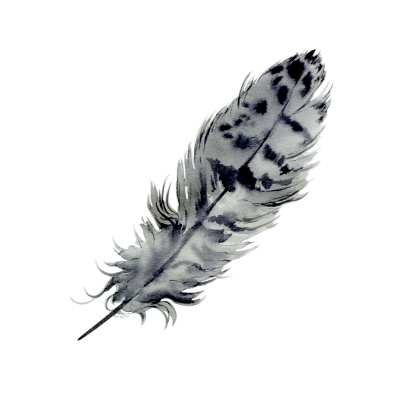 A pencil and watercolor wash sketch done from life of a hawk feather I found in the mountains of Colorado. This drawing was posted on my 2008 Sketching Everyday Blog and is executed in my popular 