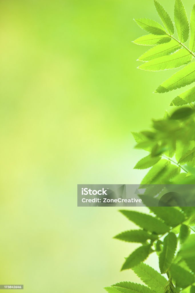 Fondo de naturaleza verde ecología con hoja y el enfoque de madera - Foto de stock de Aire libre libre de derechos